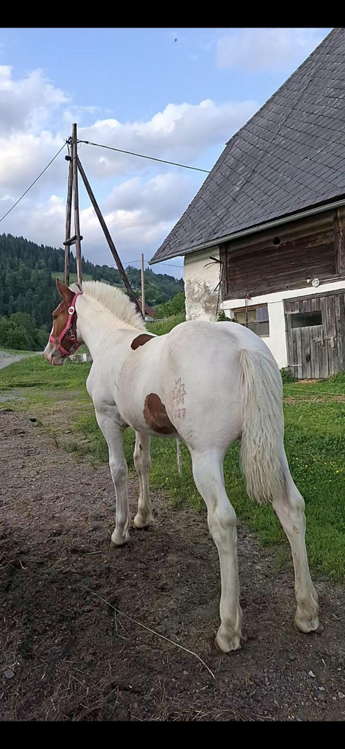 Noriker Braunscheck-Stutfohlen Daisy 3