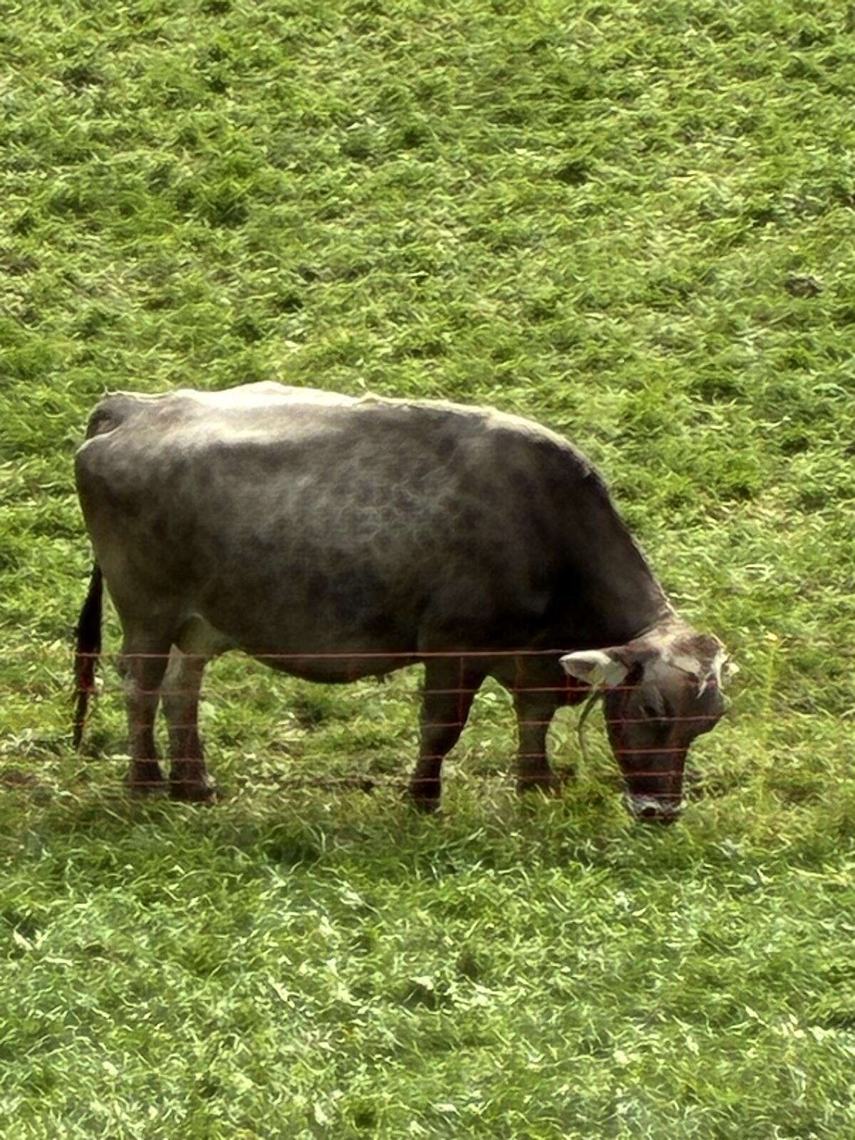 Bio Braunviehkuh 1