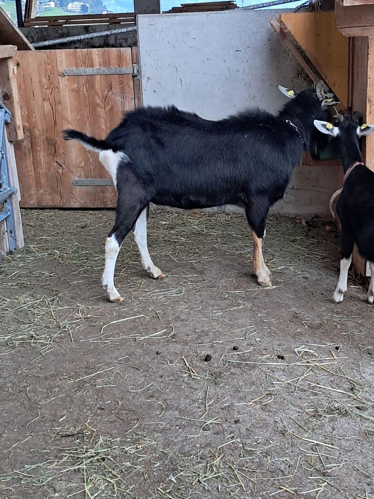 Bünder Strahlenziege Bock 1