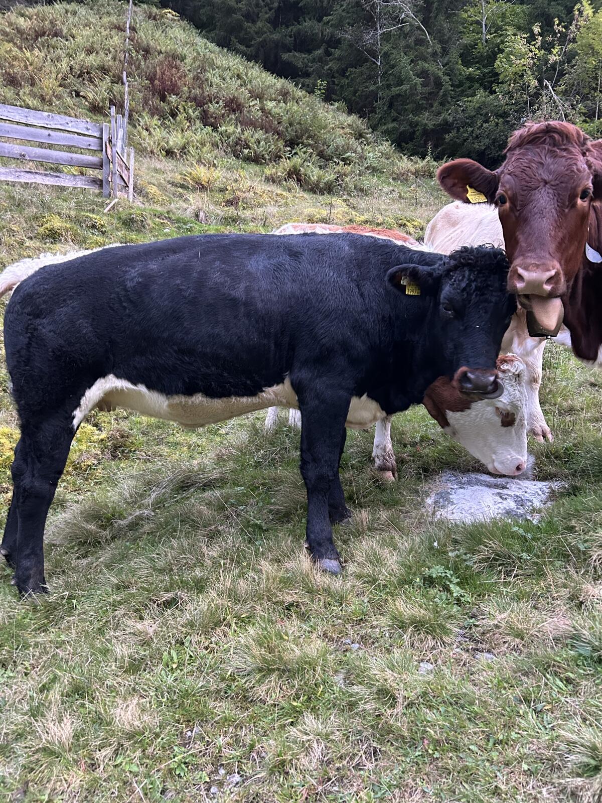 Tux-Zillertaler Kalbin 3