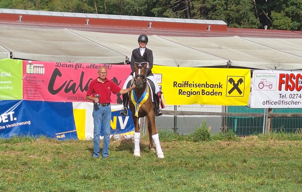 Warmblutstute 2