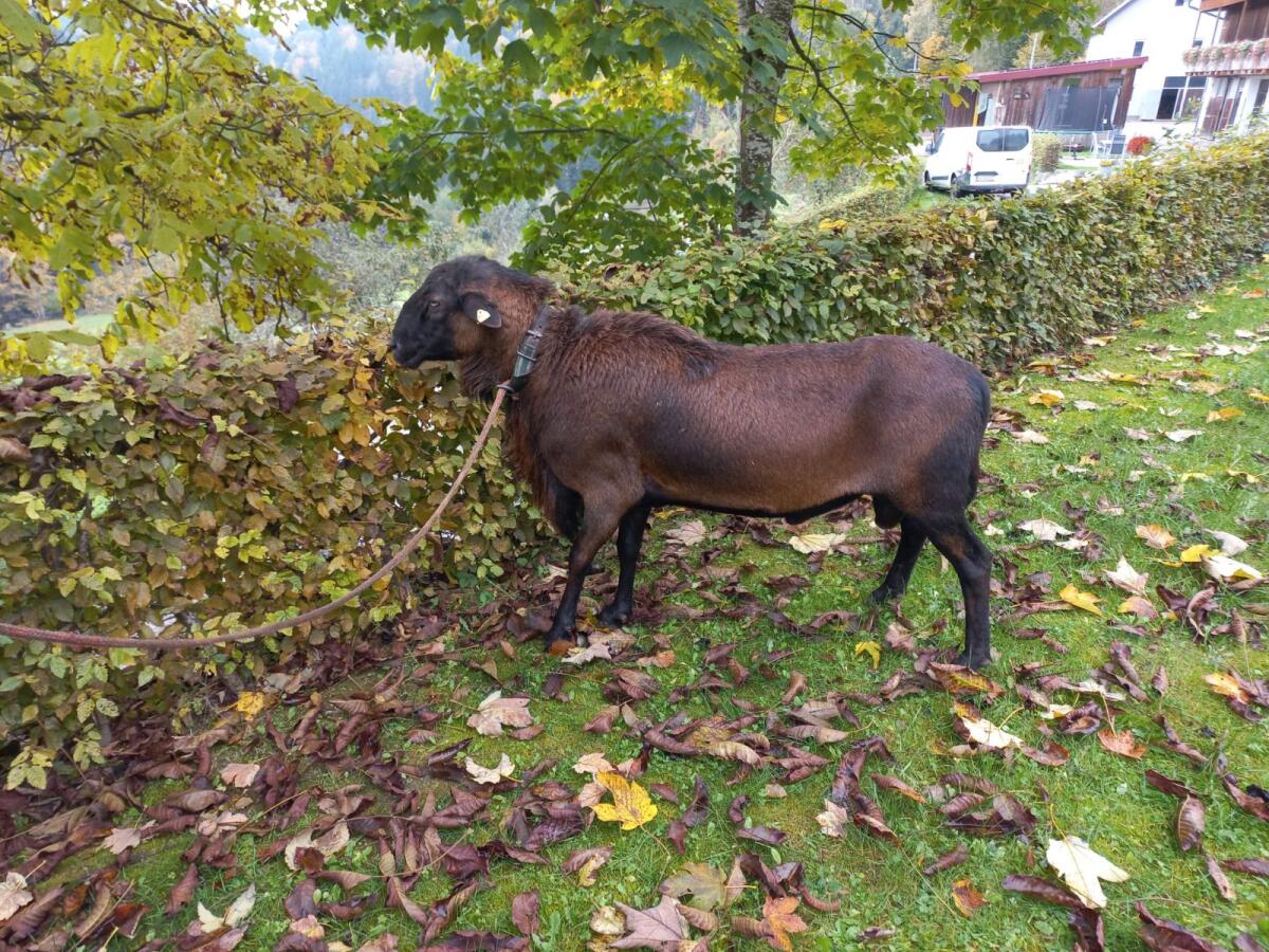 Barbados Black Belly Bock 2