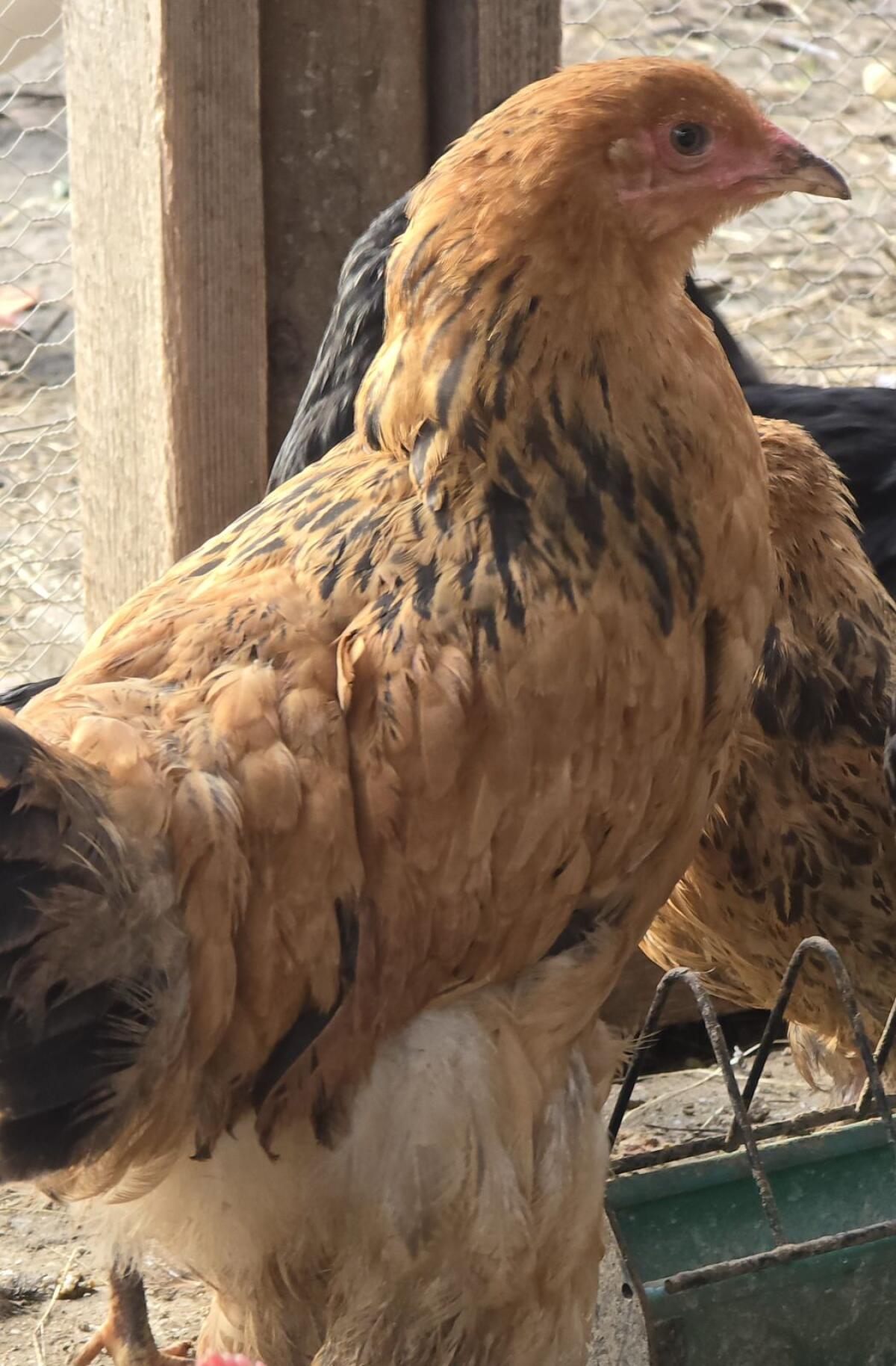 Brahma Junghennen 2