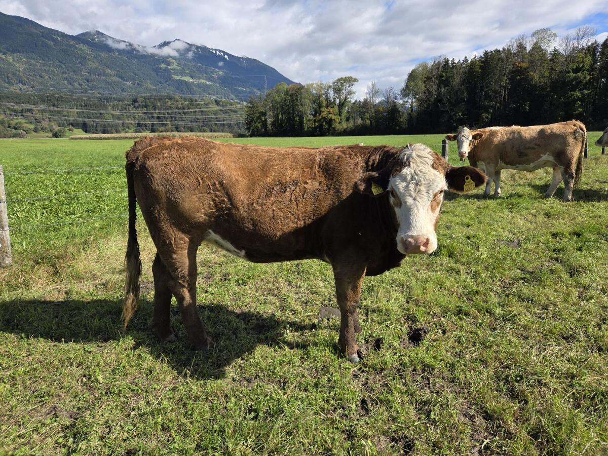 Verkaufe Rinder BIO 2