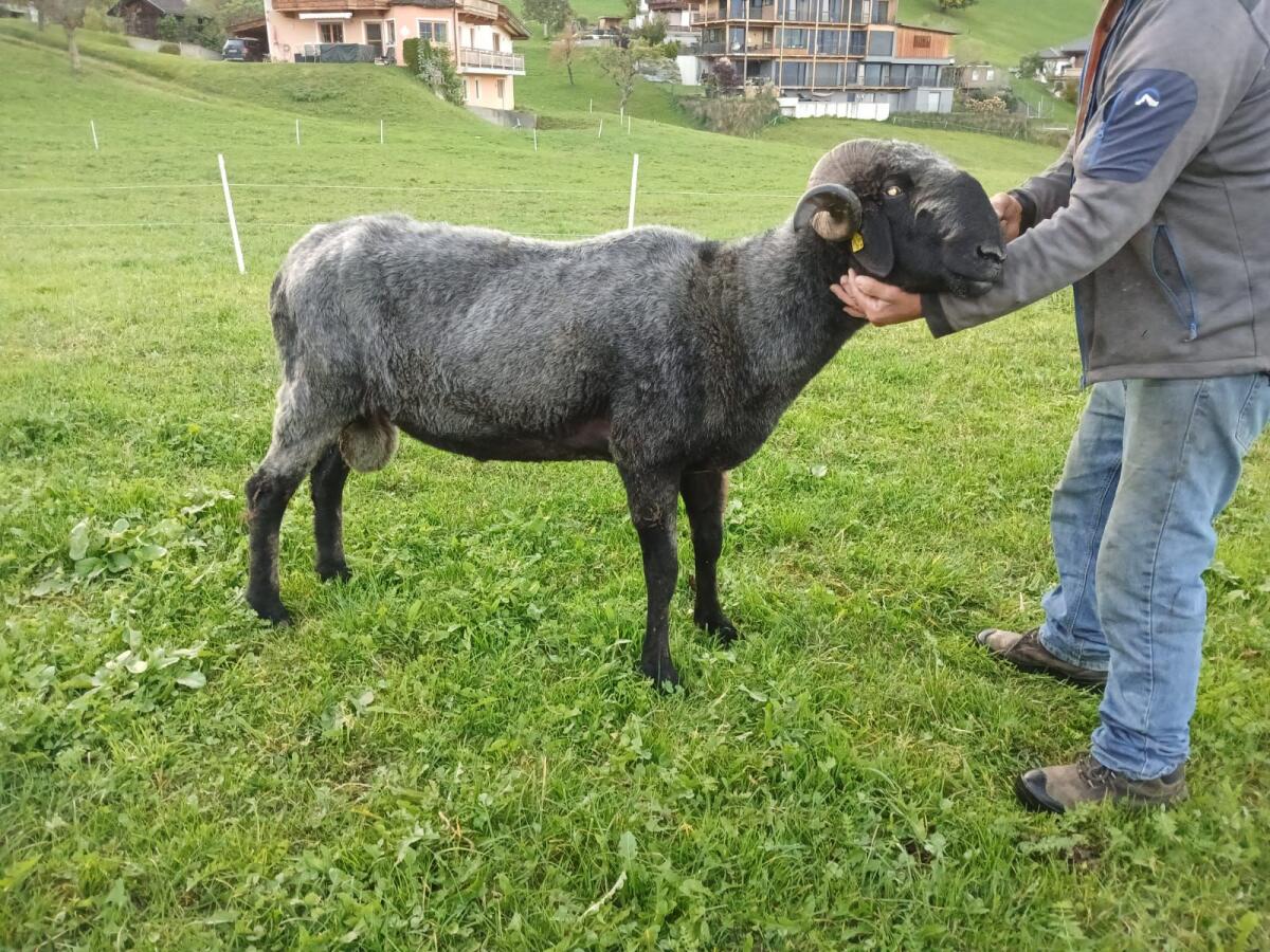 Tiroler Steinschaf HB Widder 1