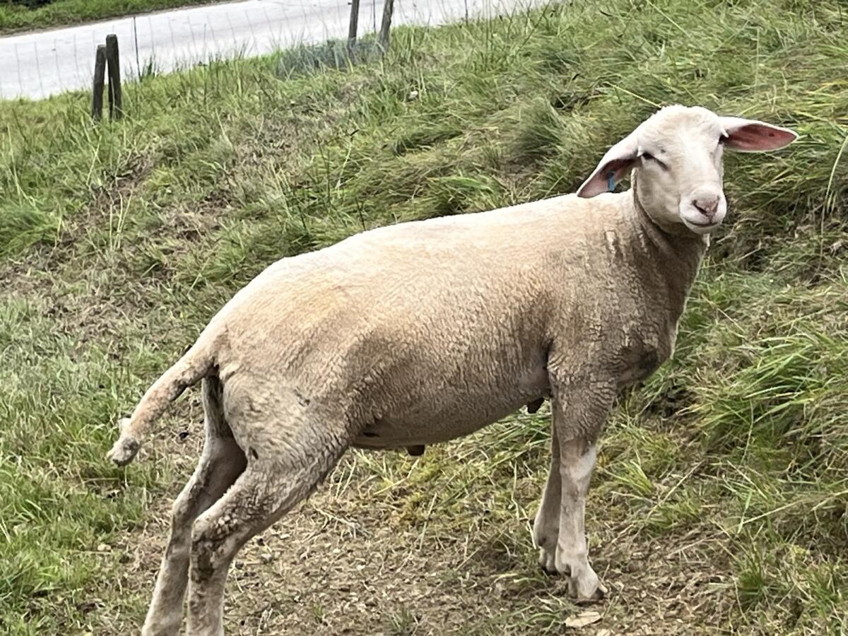 Jungwidder Meatlinc 1