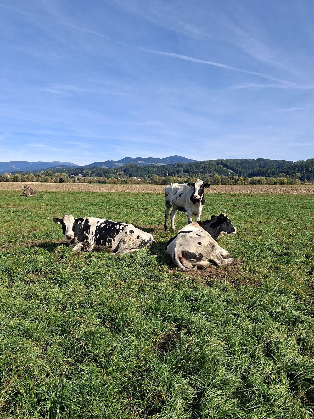 Trächtige Holstein-Kalbinnen 2