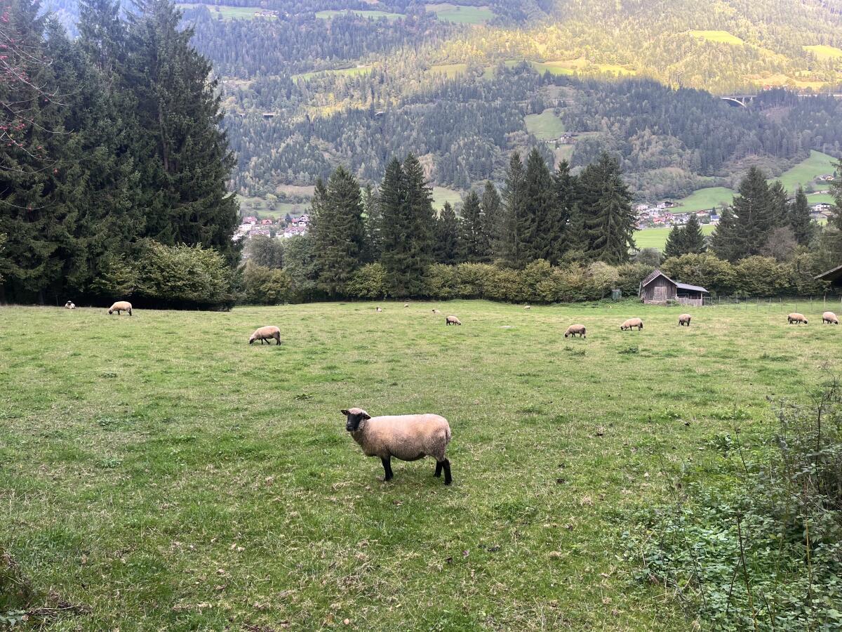 Reinrassige Shropshire Herde (Biobetrieb) zu verkaufen 1