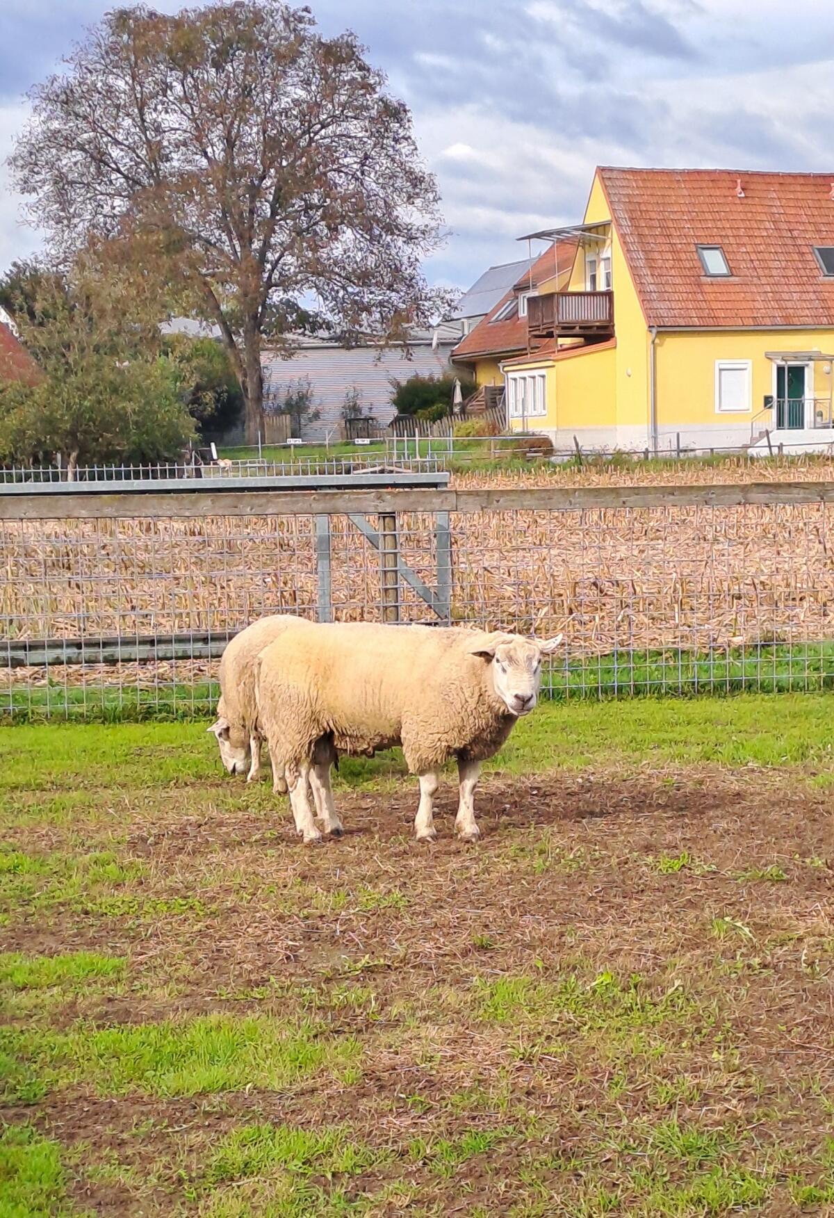 Texelschaf Bock 3