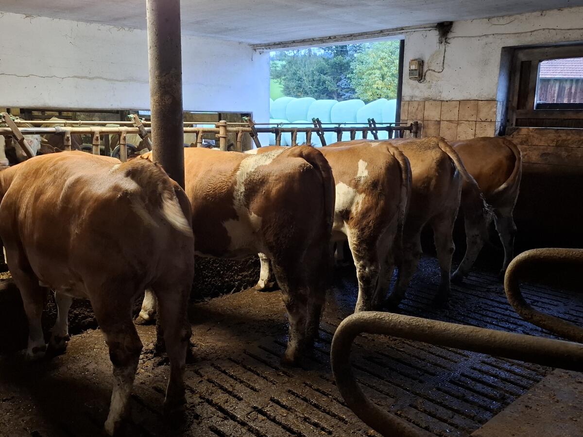 Trächtige Fleckviehkalbinnen zu verkaufen 2
