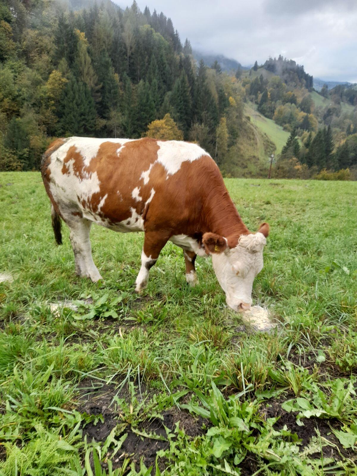 Trächtige Bio Fleckviehkalbin zu verkaufen 1