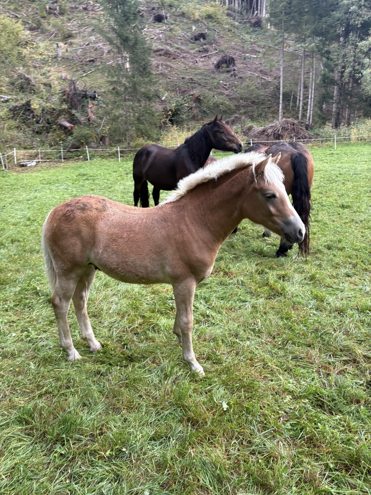 Haflinger Hengstfohlen 3