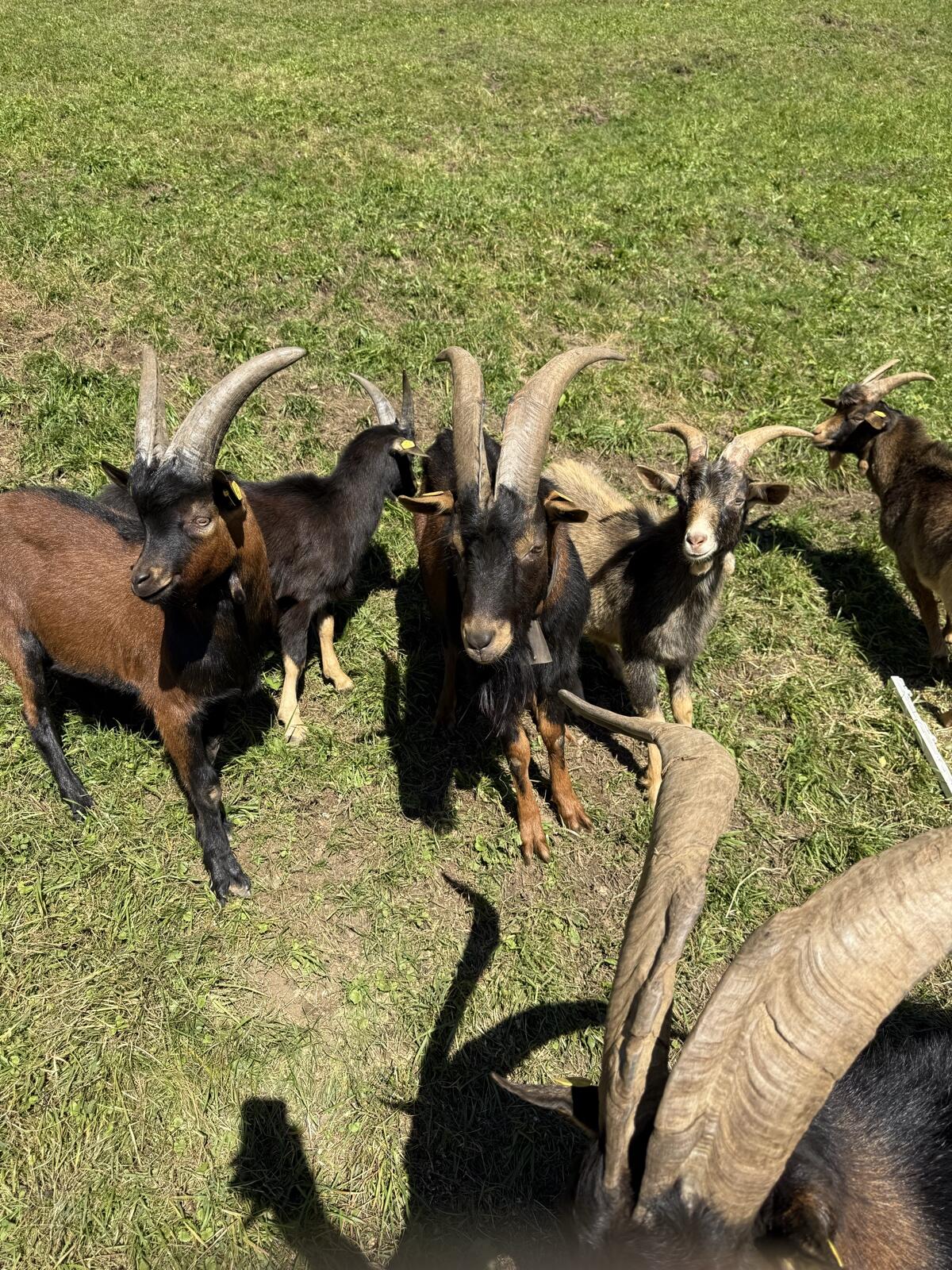 Aosta Bock 1,5 Jahre 1