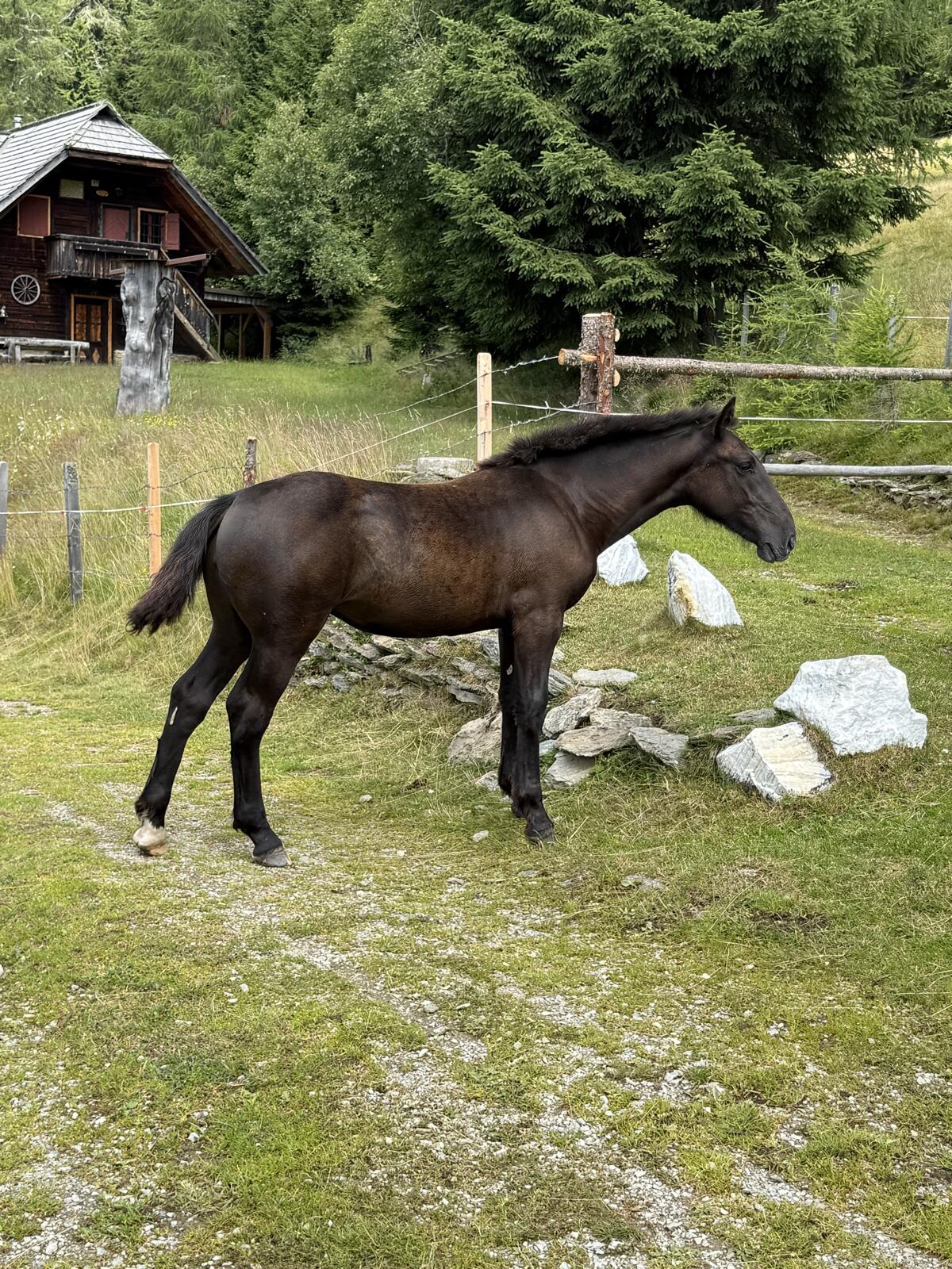 Rappstutfohlen 1