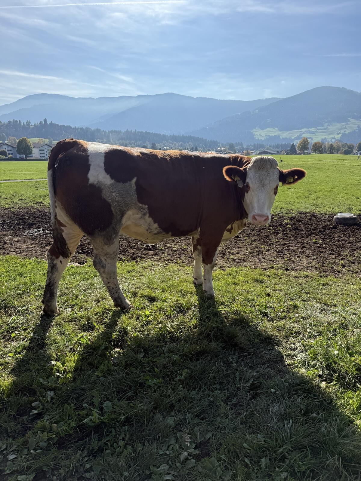 trächtige Fleckviehkalbin 2