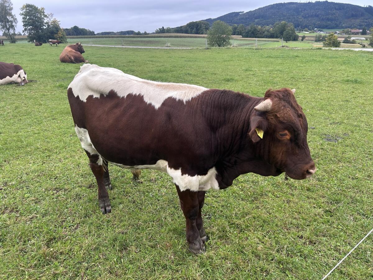 Pinzgauer/Limousin Stier 2