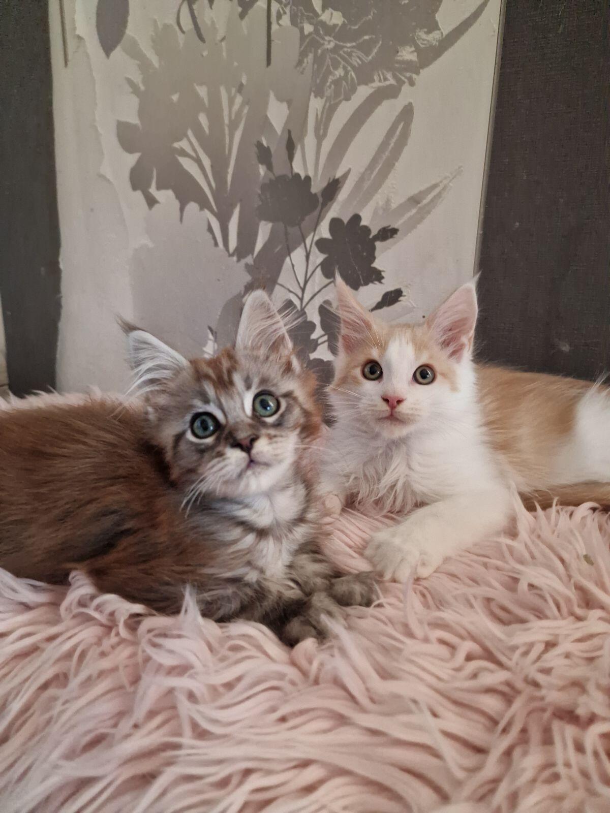 Maine Coon mit Stammbaum, männlich 3