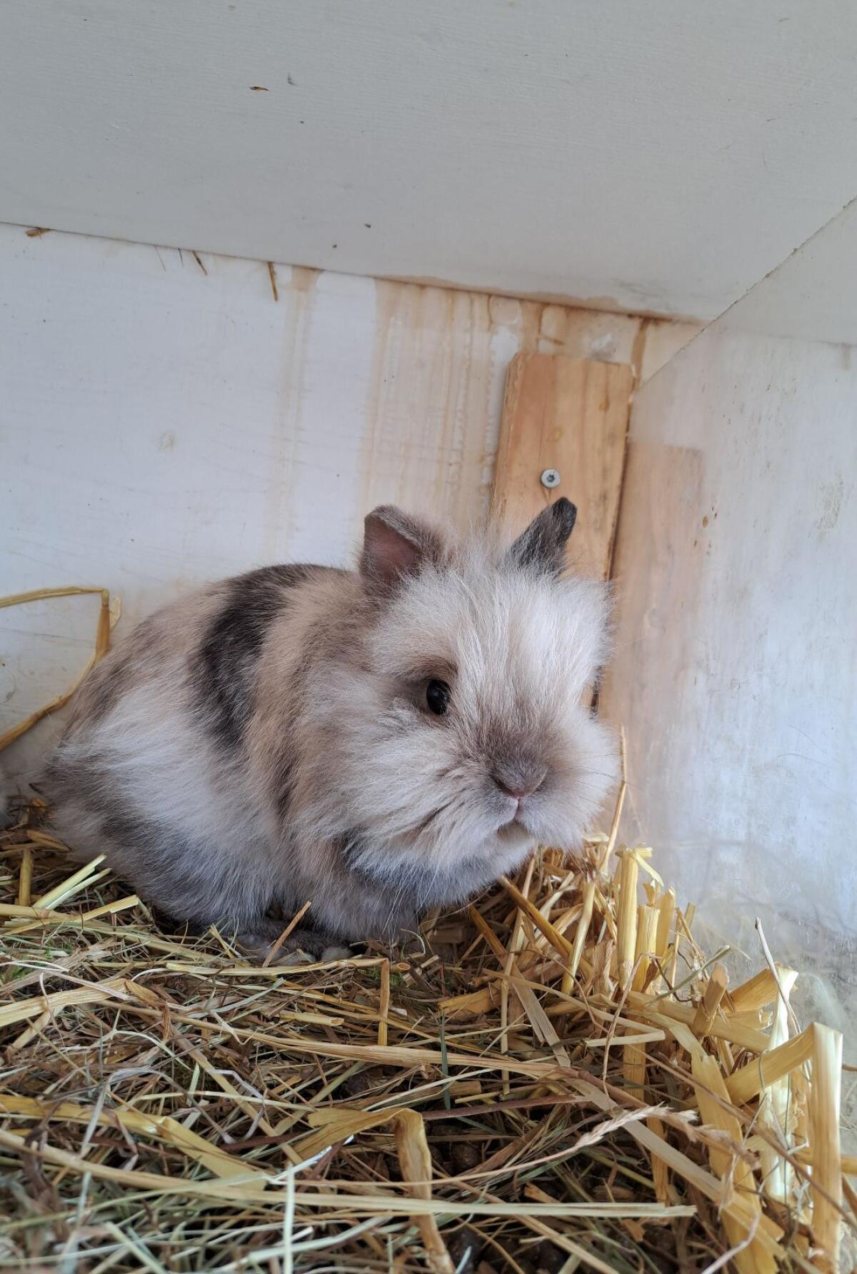 Löwenkopfhase 1