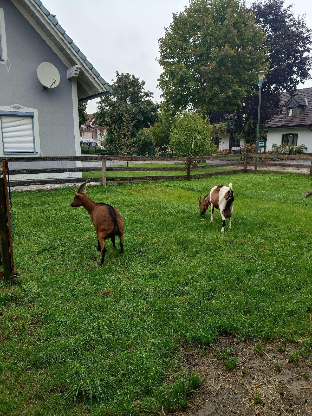 Gamsfärbige Gebirgsziege 3
