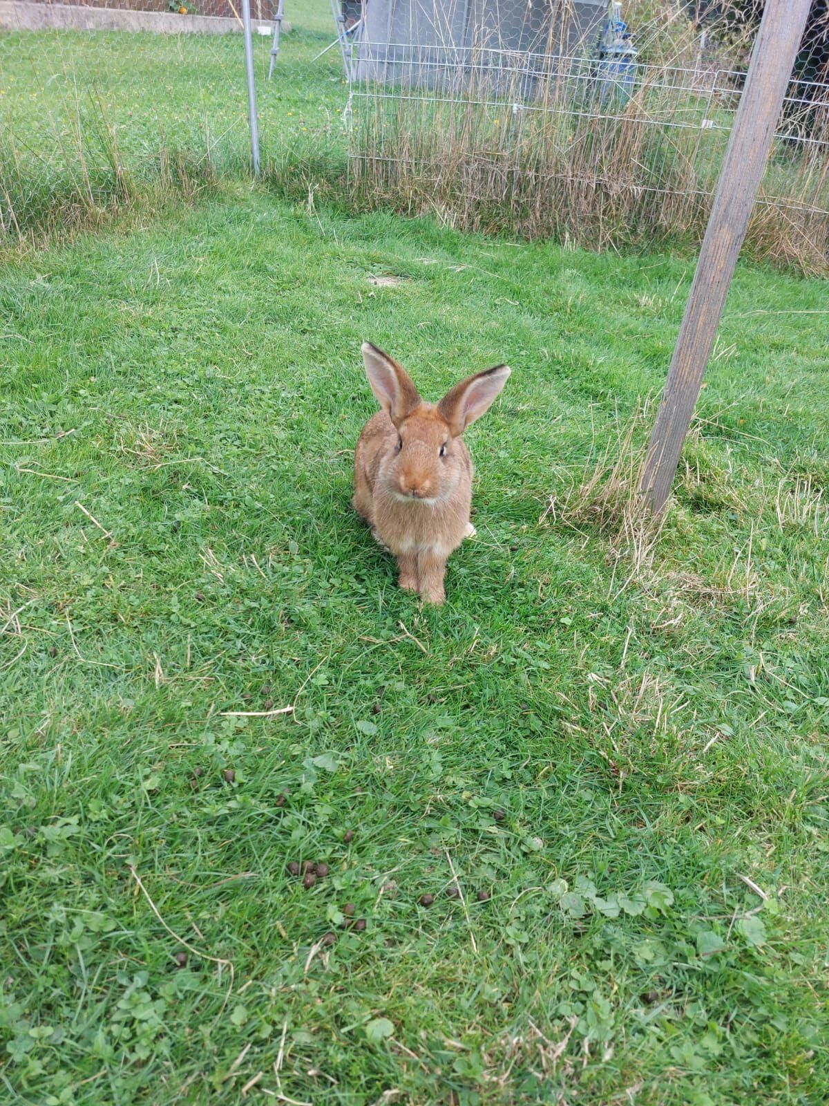 Hasenbabys 3