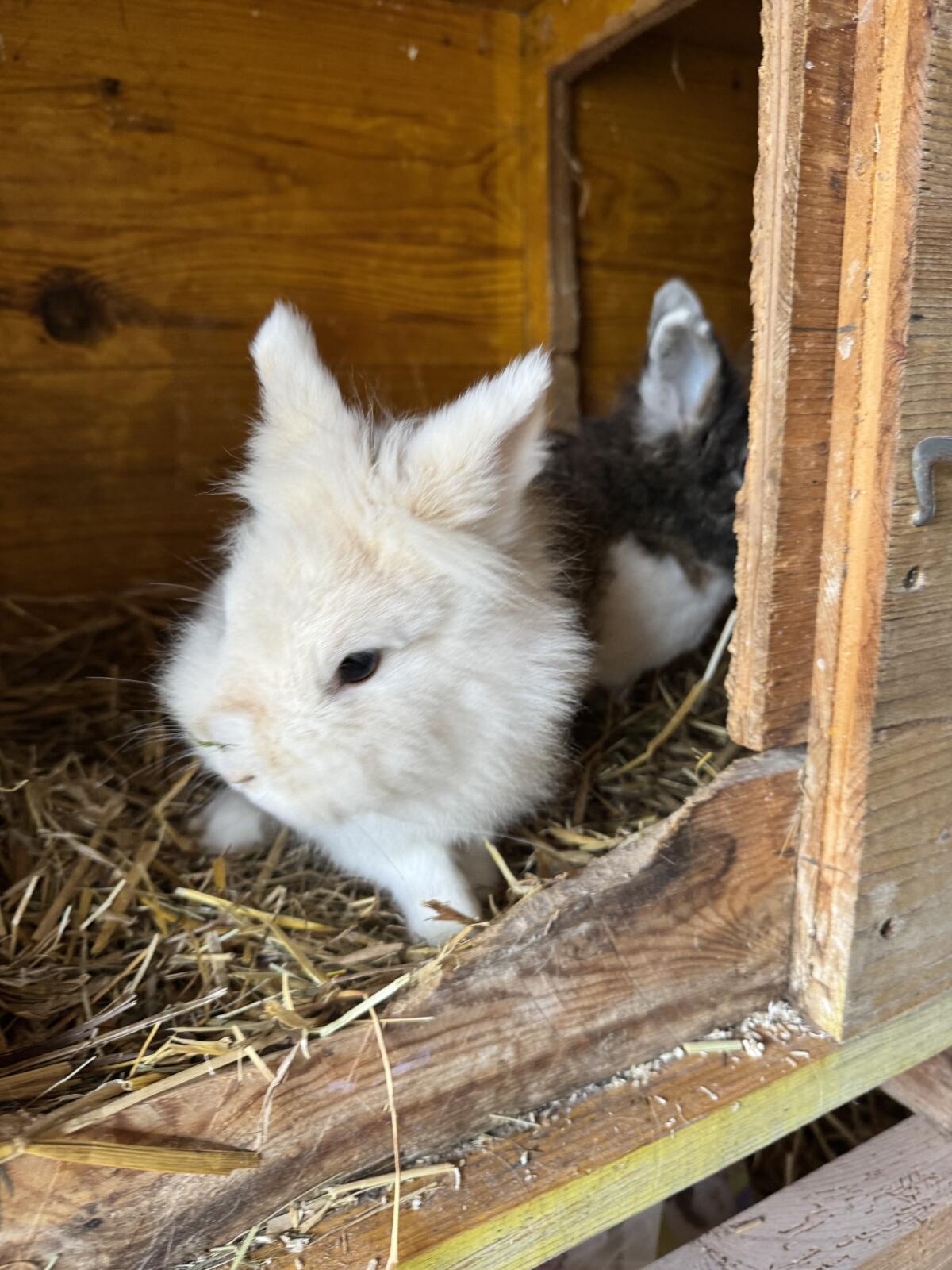 Löwenkopfhasen 2