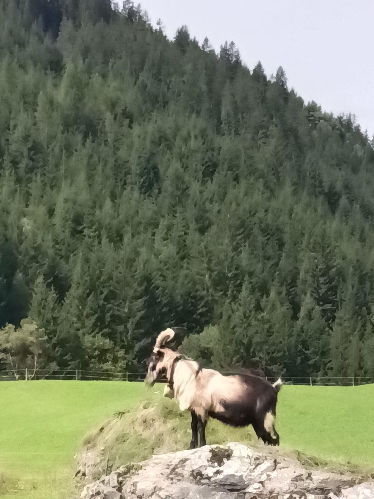 Passeirer Bock 2