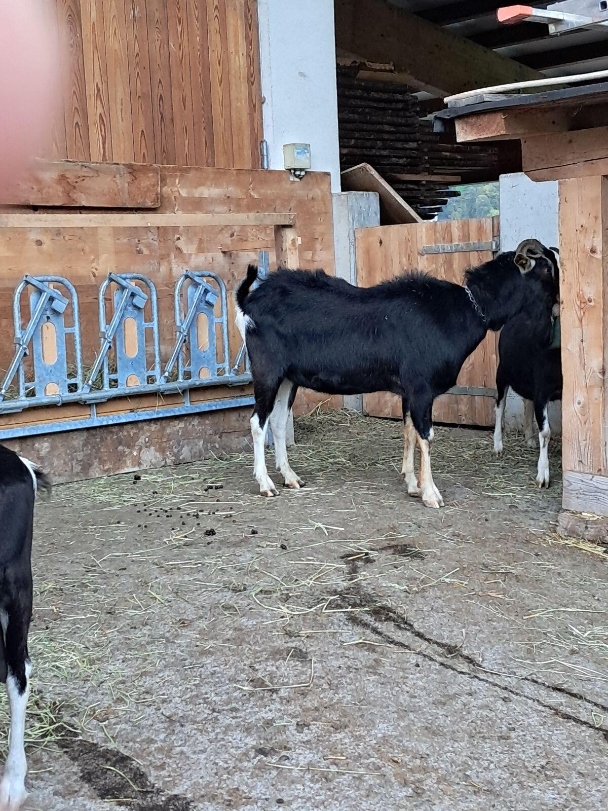 Bünder Strahlenziege Bock 2