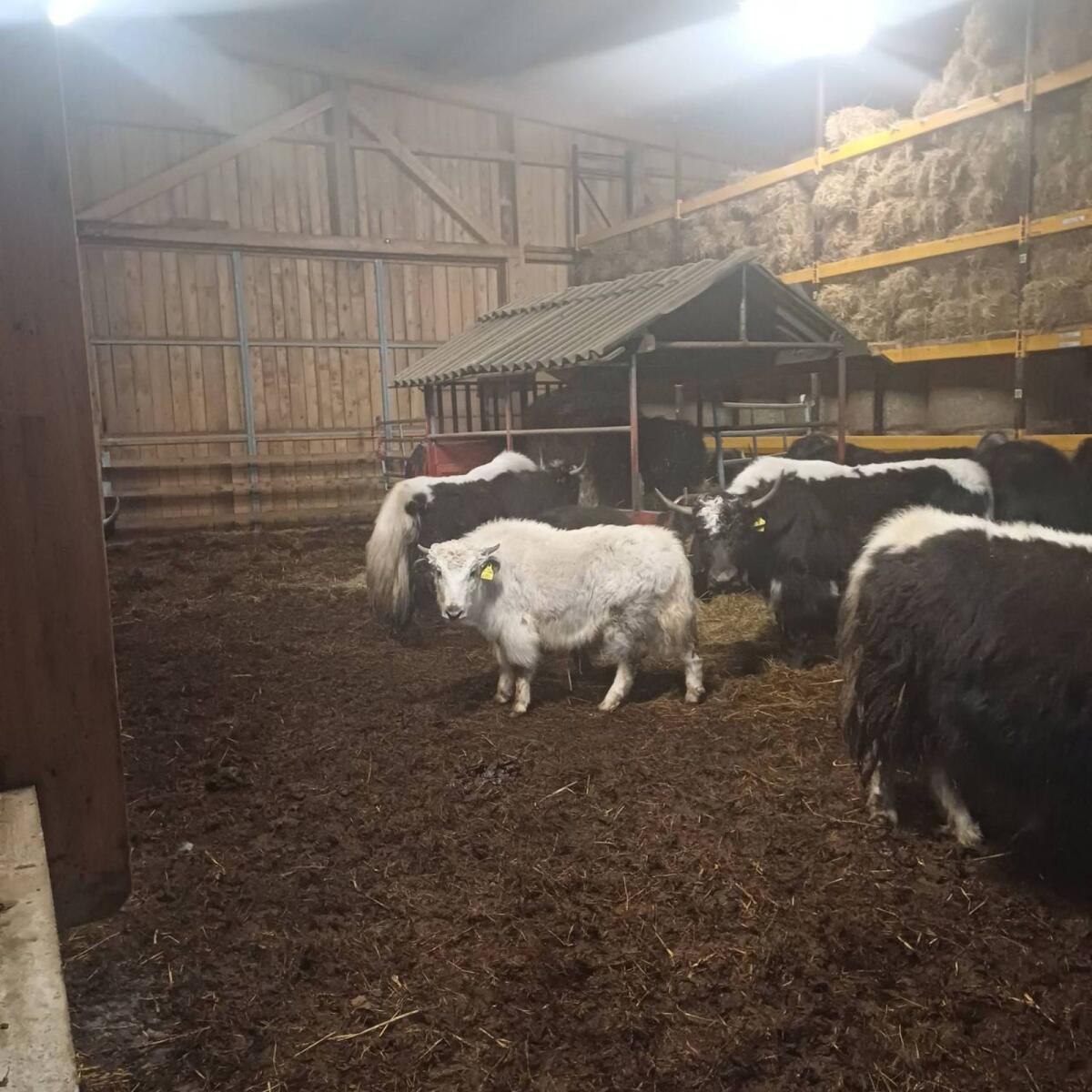 Yak-Kälber 3