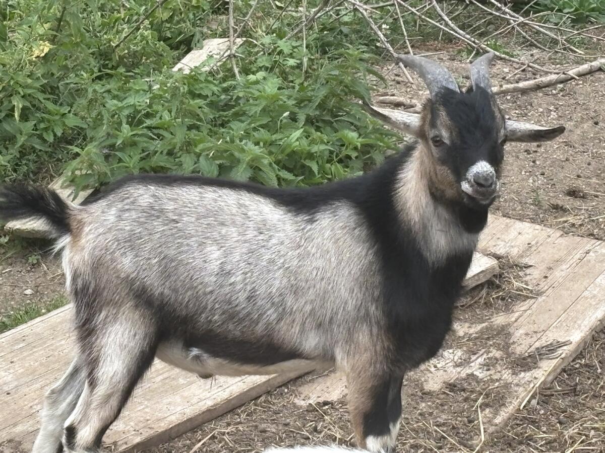 Zwergziegenböcke 1