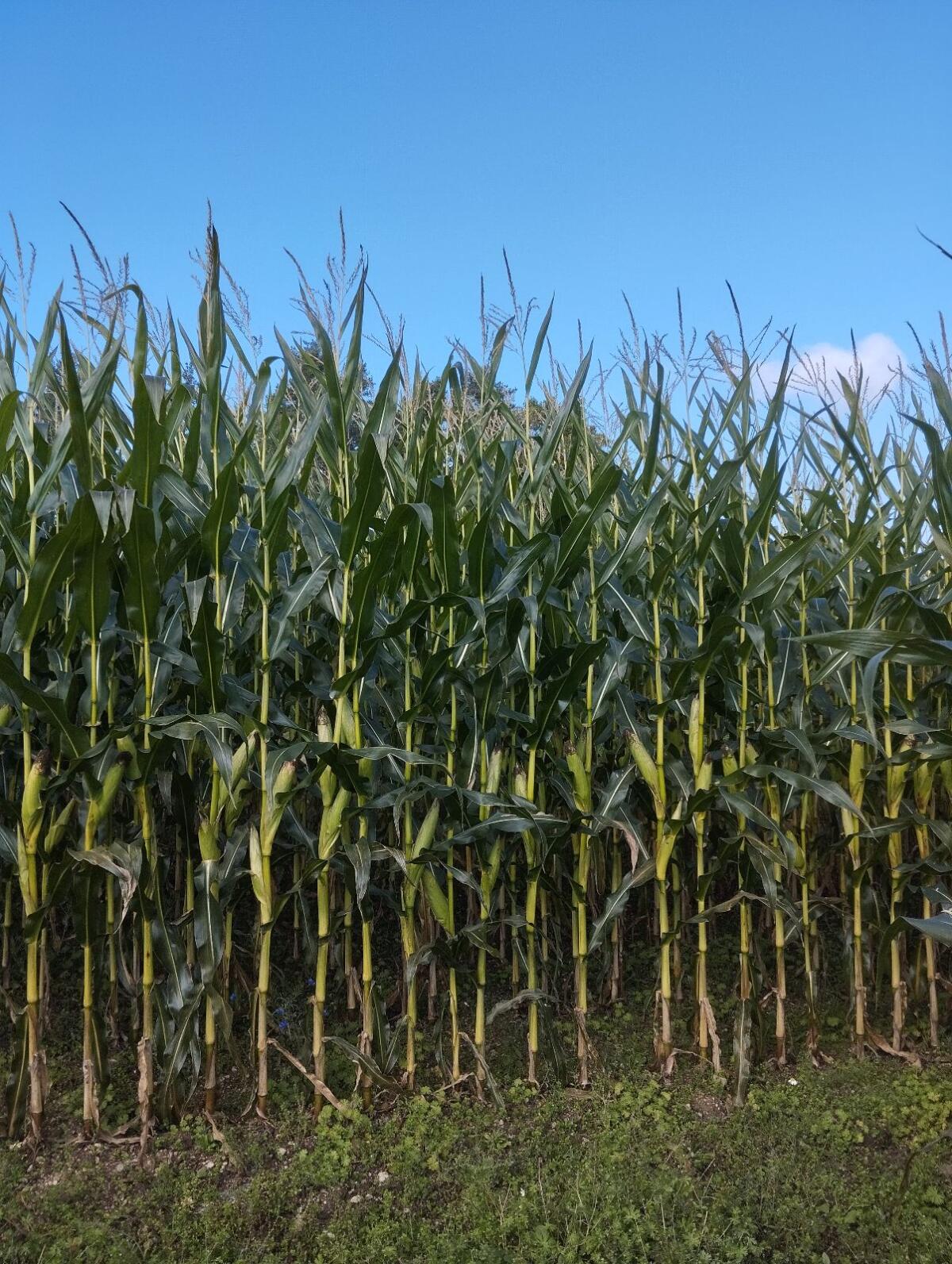 2 ha Bio-Silomais zu verkaufen 2