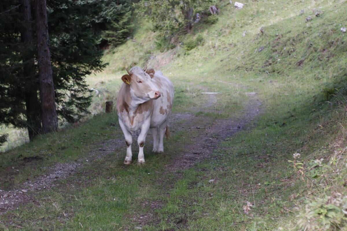 Trächtige Fleckvieh-Kalbin 2