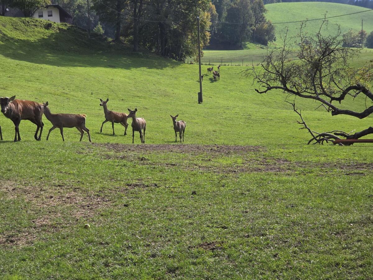 Rotwild Tiere Herde Zucht Kälber 3