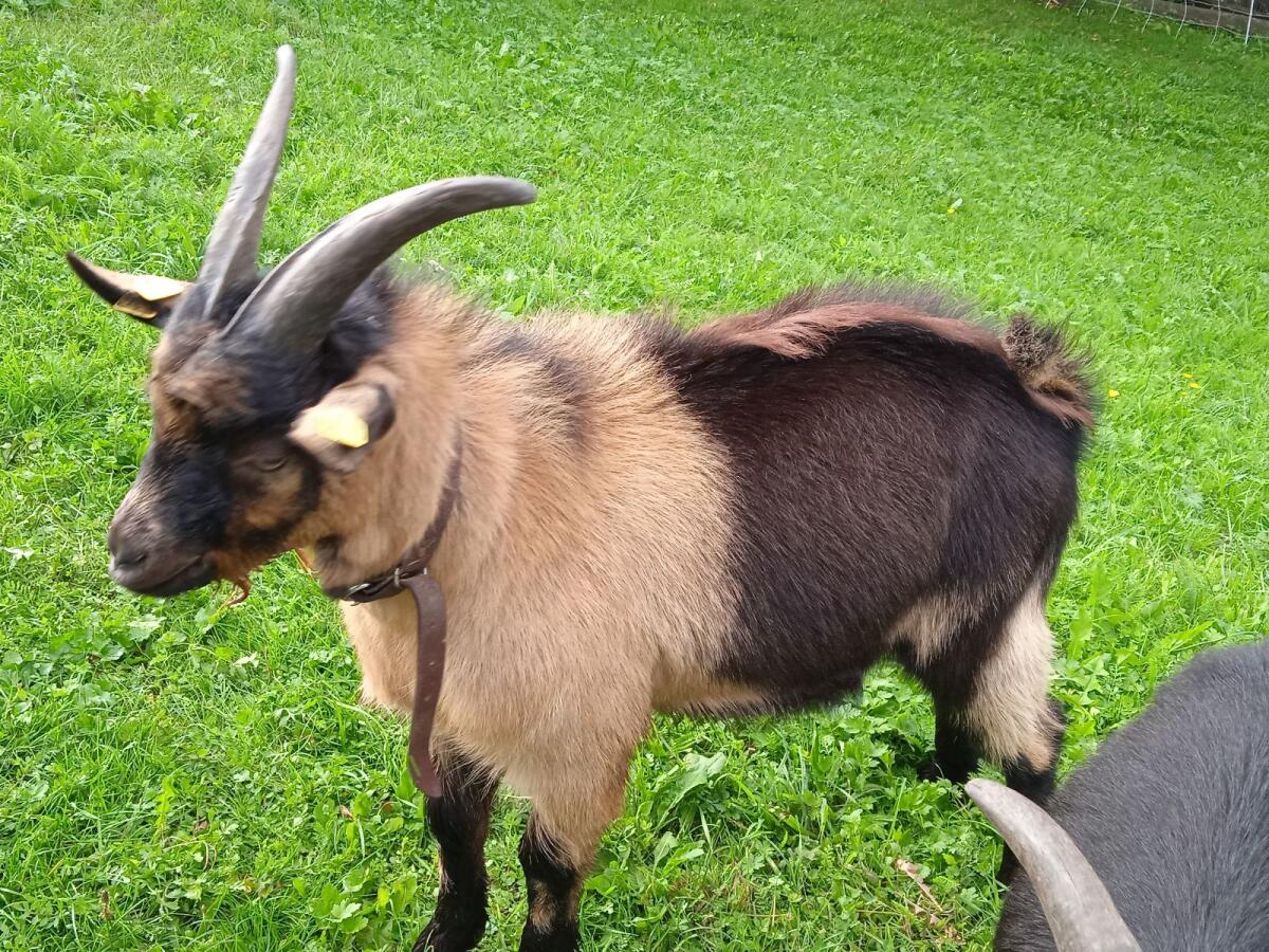 Passeirer Jungbock 3