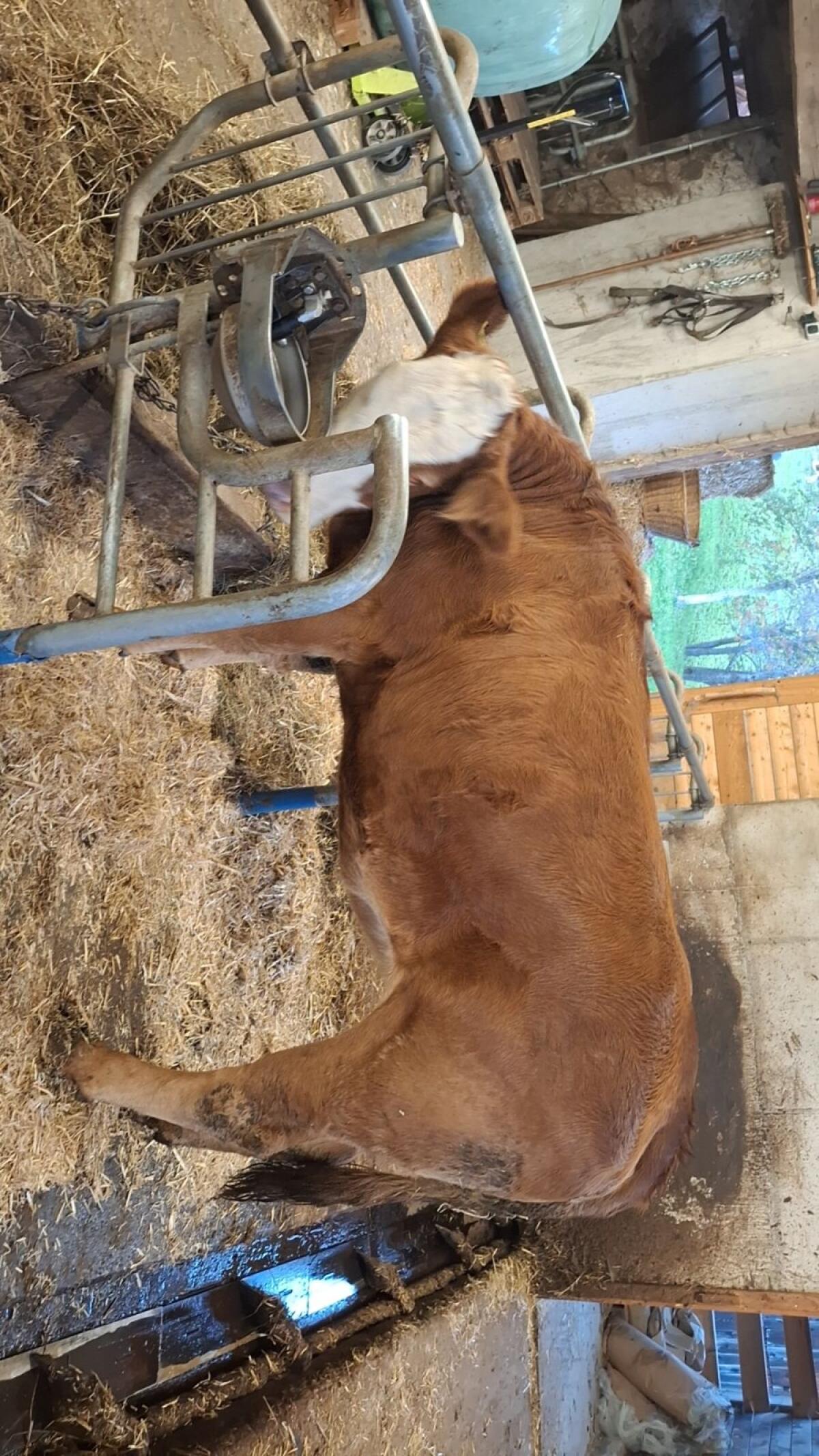 Kalbin Limousin/Fleckvieh 2