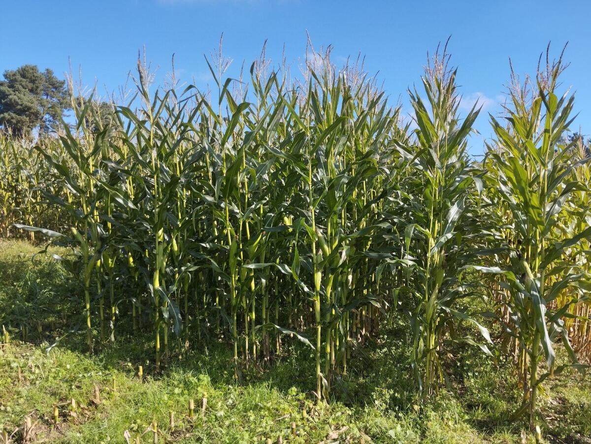 2 ha Bio-Silomais zu verkaufen 1