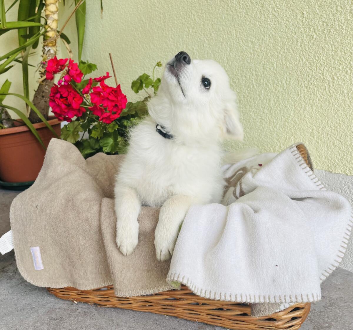 Spitz Welpen 3