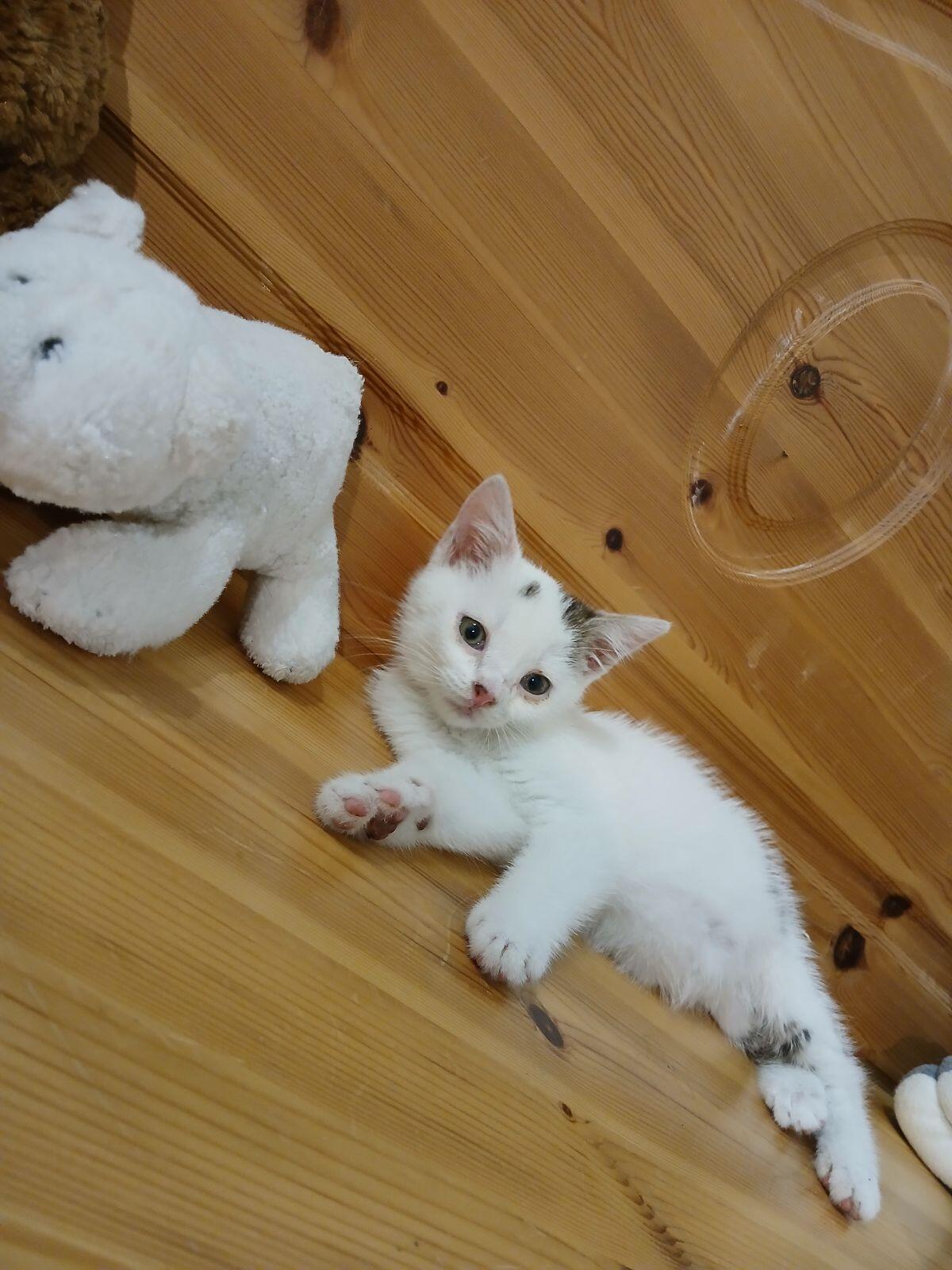 Babykatze 3