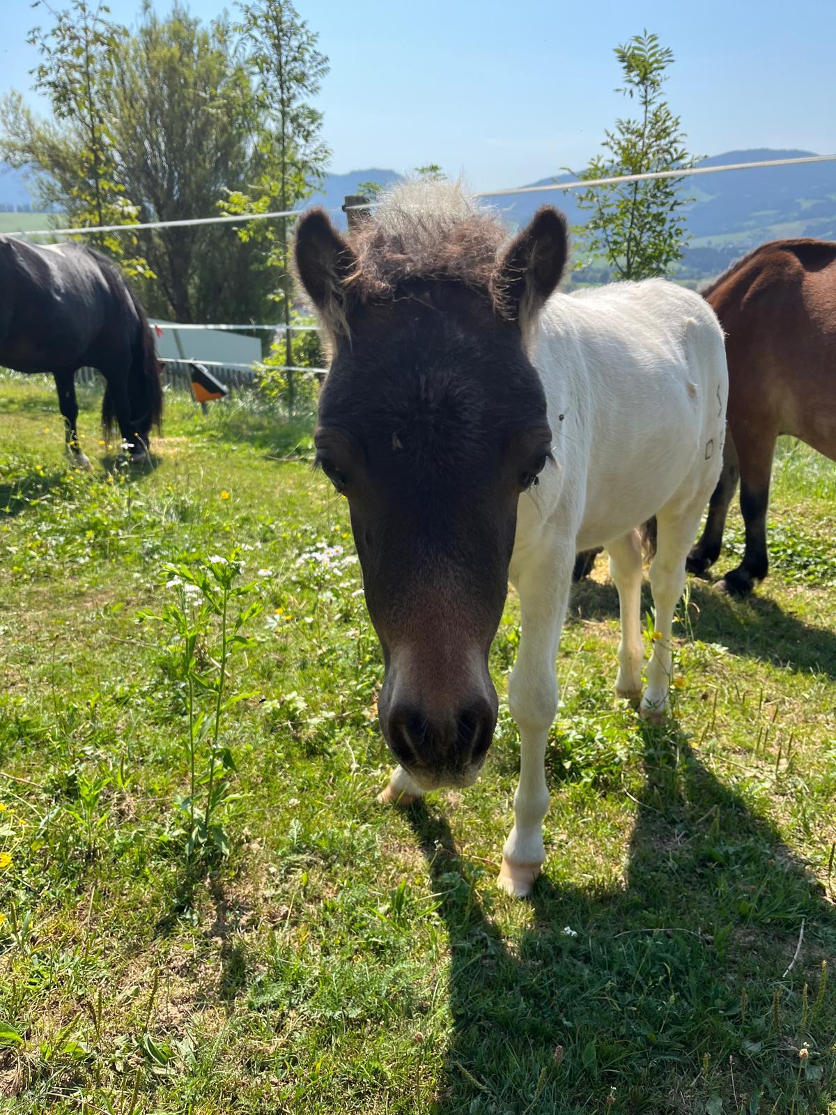 Shetlandpony Hengstfohlen 2