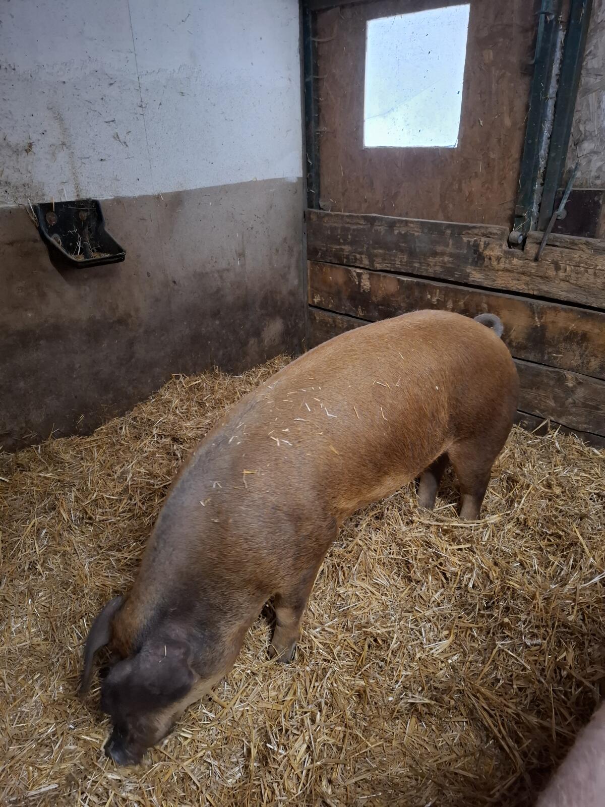 Duroc Sau trächtig 3