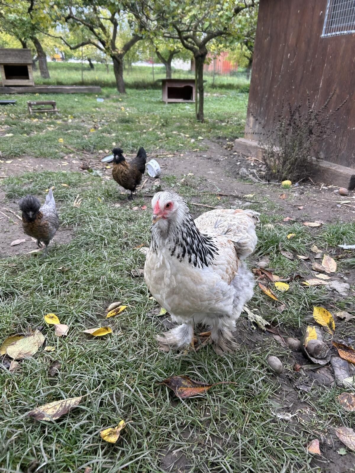Brahma 1