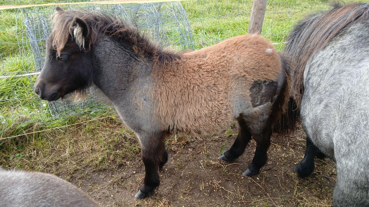 Minishetlandpony 3