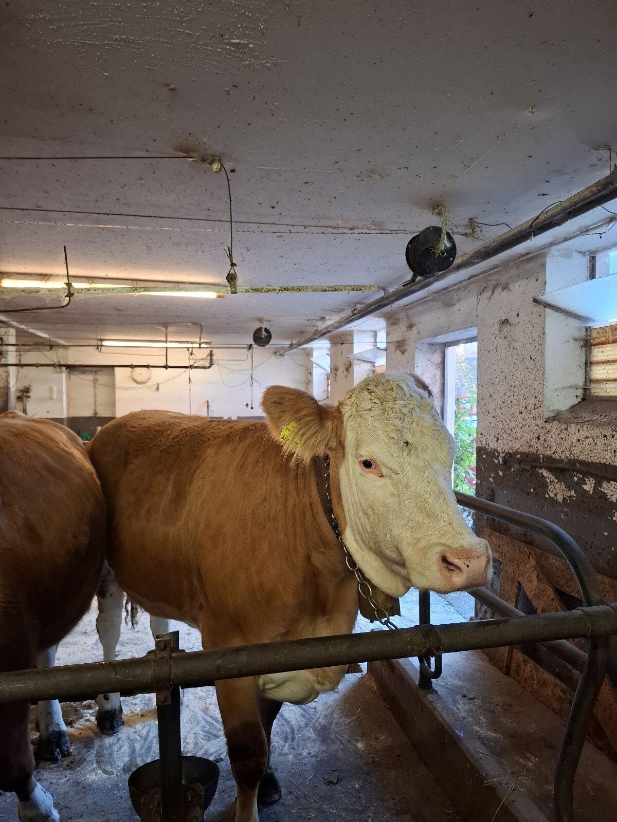 Fleckvieh Rind 2