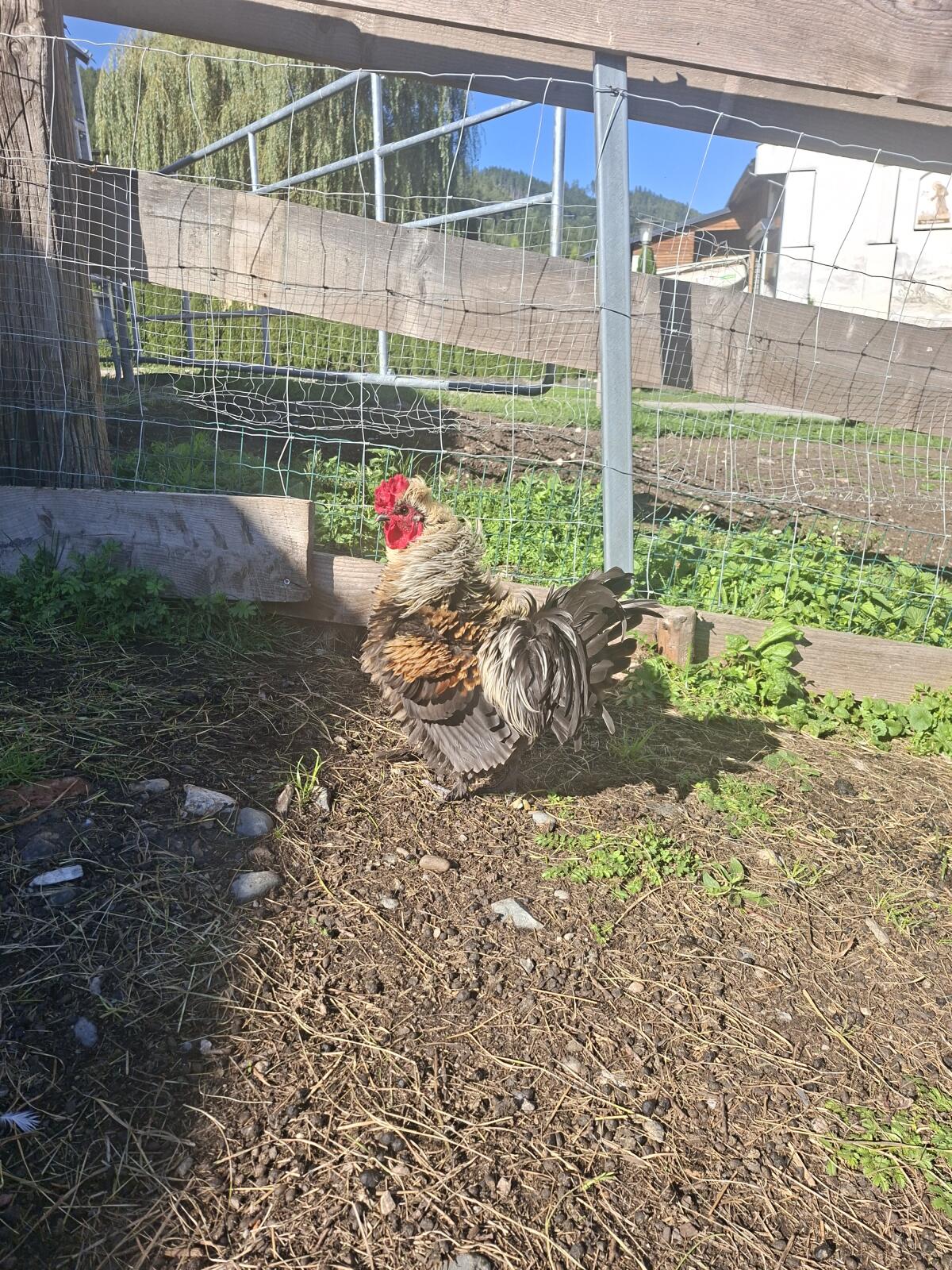 Hahn Strupphahn 1