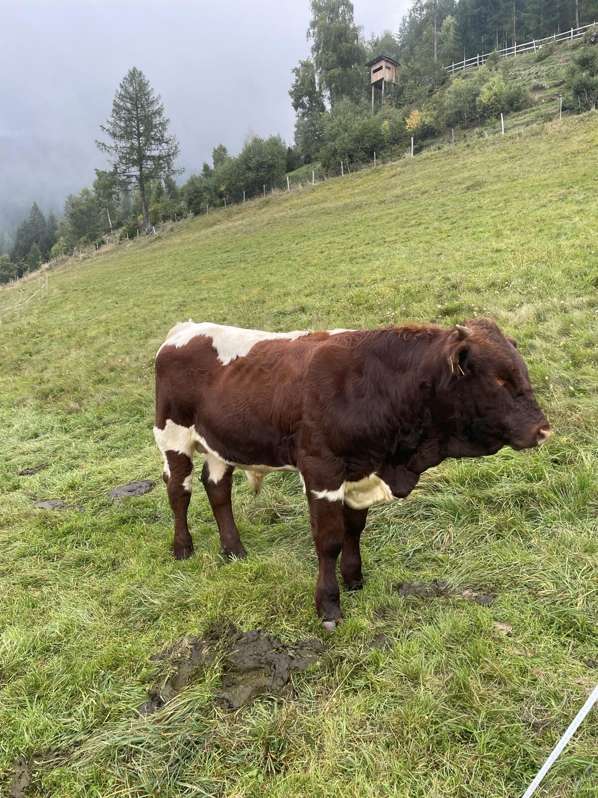 Pinzgauer Stierkalb 1