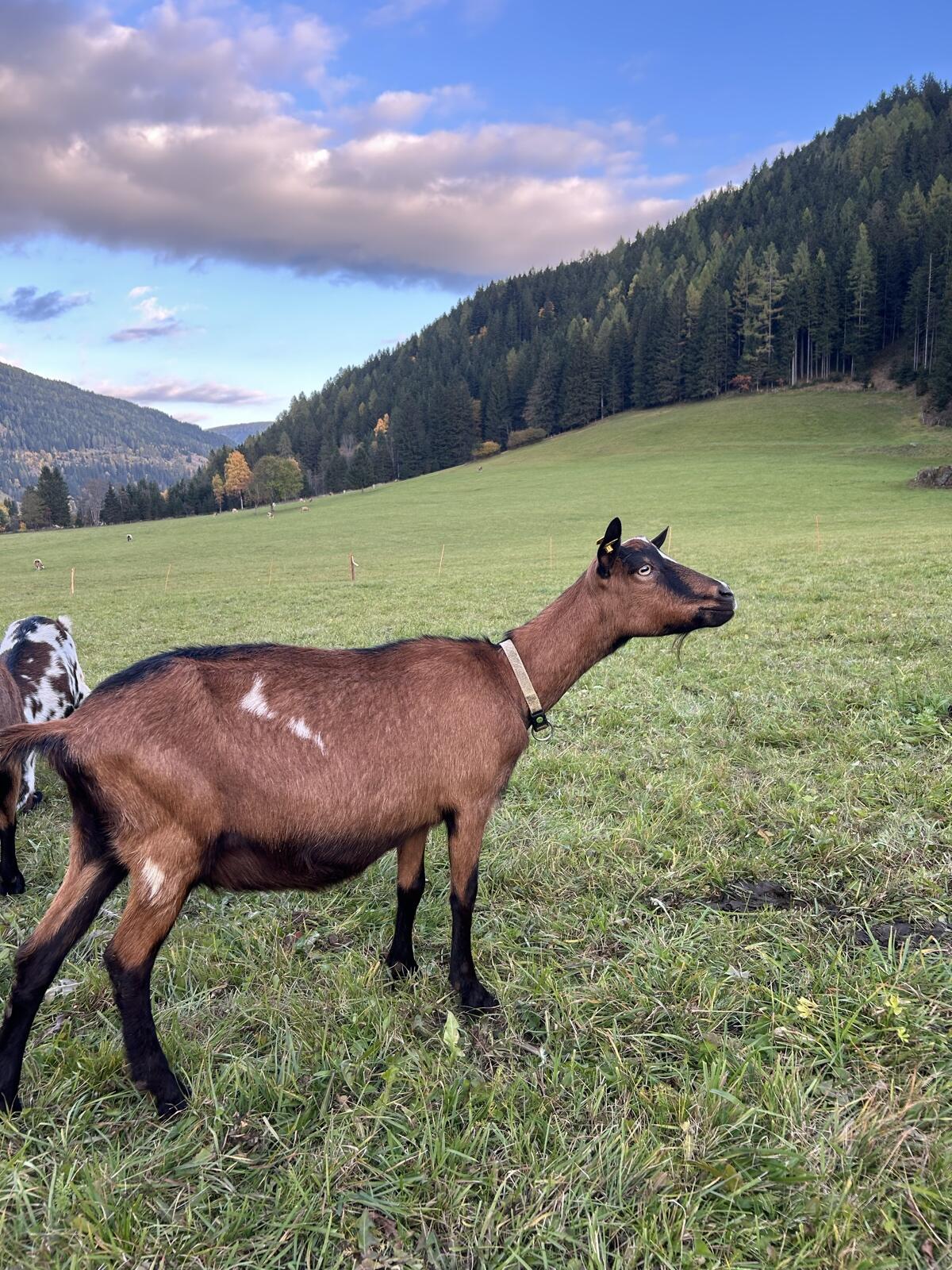 Steirische Schecken 3
