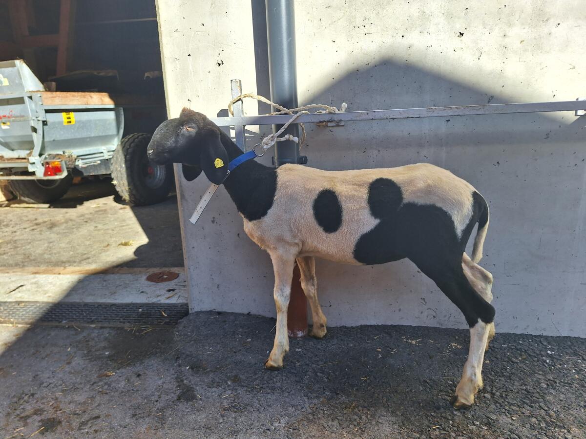 Verkaufe Jungschaf 3