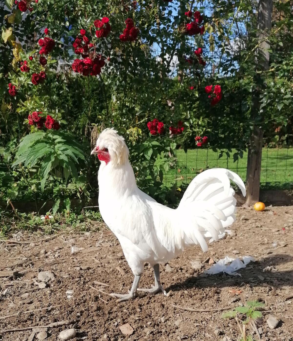 Junghähne (Zwergpaduaner, holländisches Zwerghaubenhuhn) 2