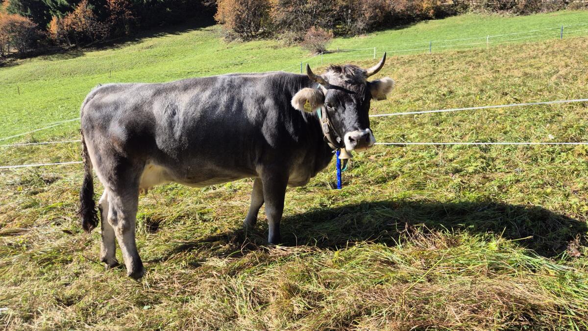 Verkaufe Tiroler Grauvieh-Bio-Kalbin 1