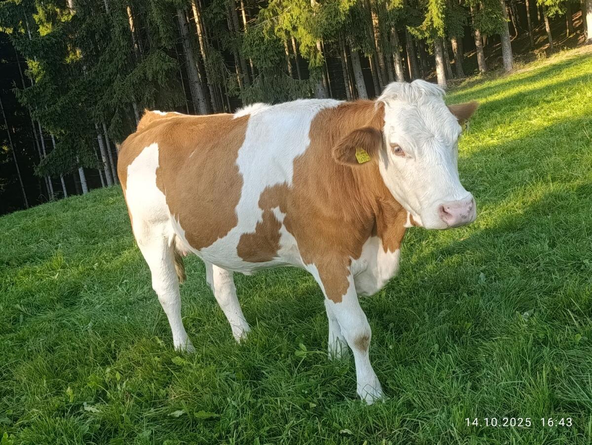 Hochträchtige FV-Kalbinnen 2