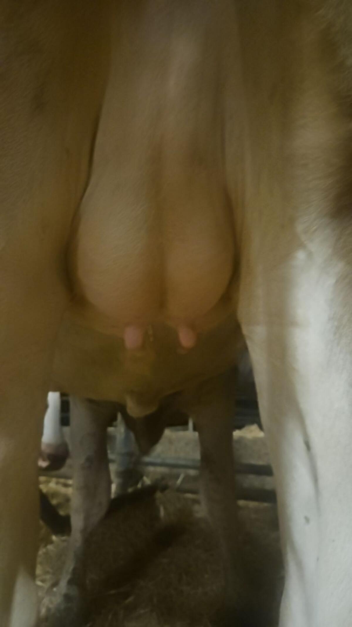 Brown Swiss Kalbin 3
